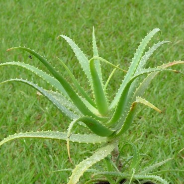 Aloe arborescens