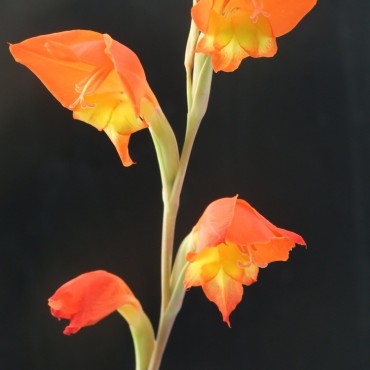 Gladiolus dalenii