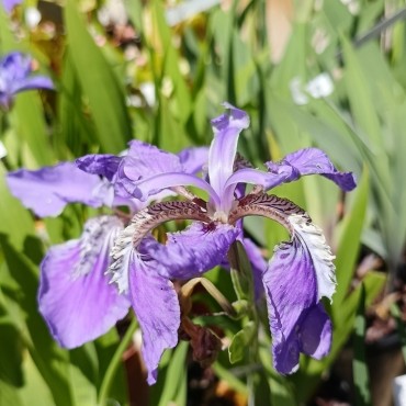 Tectiris tectorum (Iris...