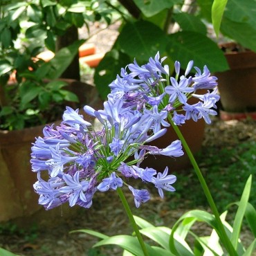 Agapanthus praecox subsp....