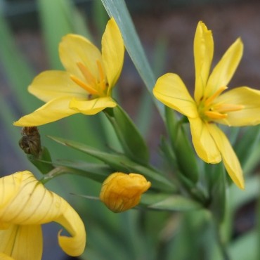 Sisyrinchium palmifolium
