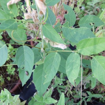 Apios americana