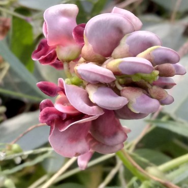 Apios americana