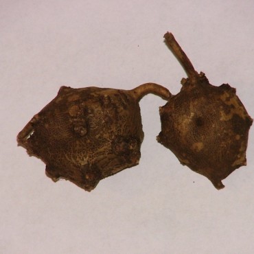 Apios americana