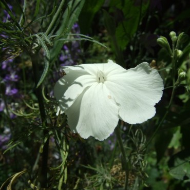 Lychnis coronaria var. alba...