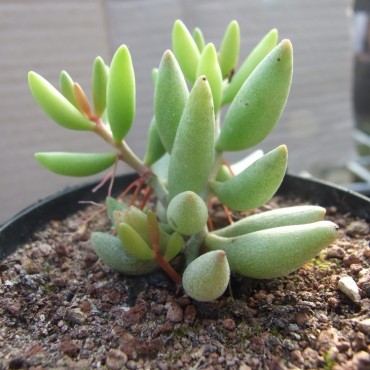 Adromischus filicaulis...