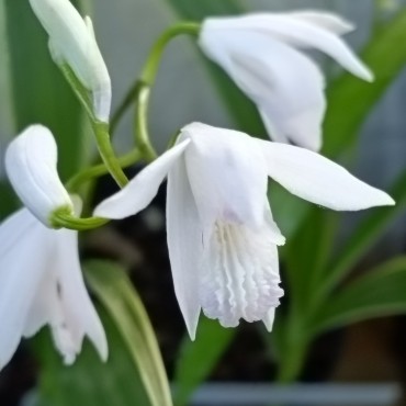 Bletilla striata...