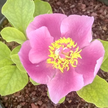 Paeonia obovata