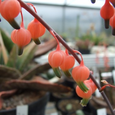 Gasteria baylissiana