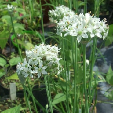 Allium tuberosum