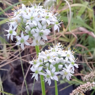 Allium tuberosum