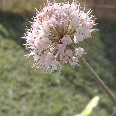 Allium suaveolens