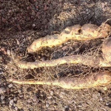 Dioscorea batatas...