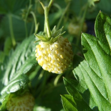 Fragaria vesca var. alba