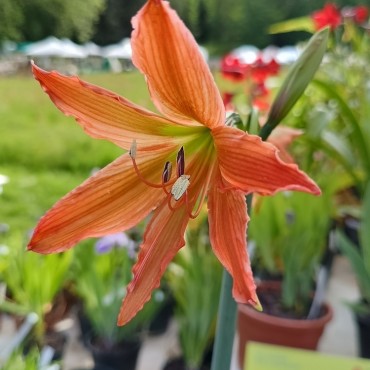 Hippeastrum blossfeldiae