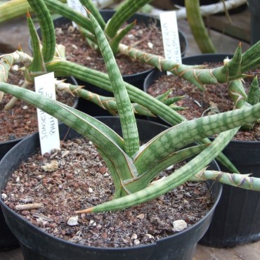 Sansevieria phillipsiae...