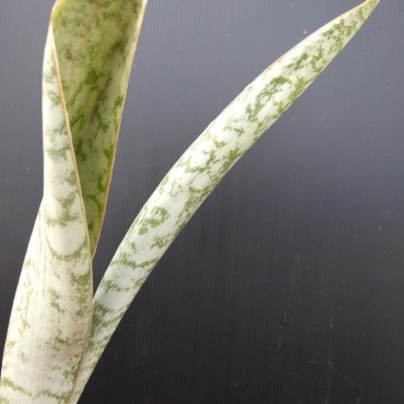 Sansevieria aubrytiana (Dracena aubrytiana)