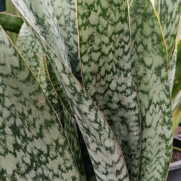 Sansevieria aubrytiana...