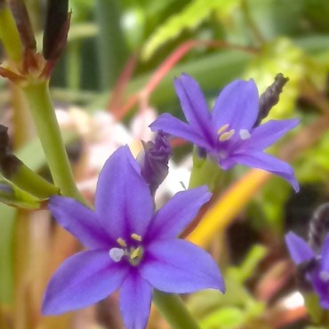 Aristea ecklonii