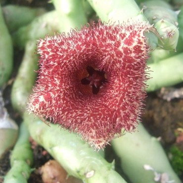 Huernia recondita