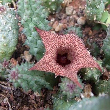 Huernia longii subsp....