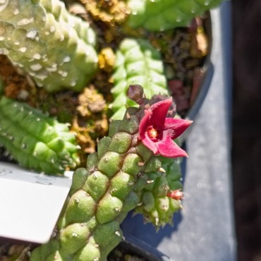 Echidnopsis x hybrida 'Fernando'