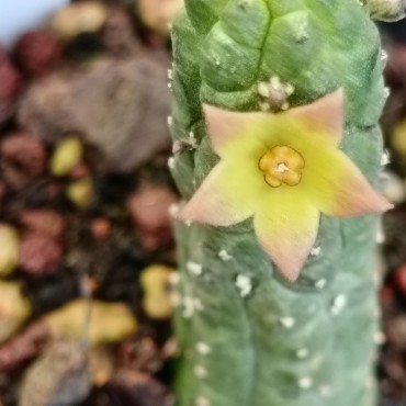 Echidnopsis x hybrida VC1