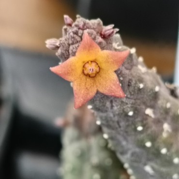 Echidnopsis x hybrida VC3