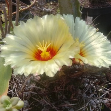 Astrophytum capricorne...