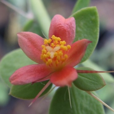 Rhodocactus horridus...