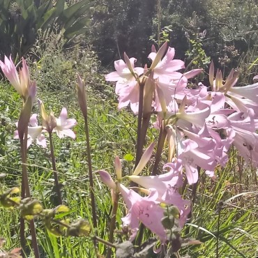 Amaryllis belladonna