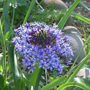 Scilla peruviana (Oncostema...