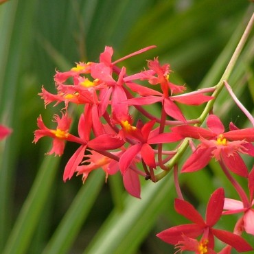 Epidendrum sp.