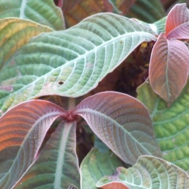 Hoffmannia x hybrida...