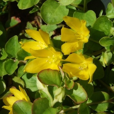 Lysimachia nummularia