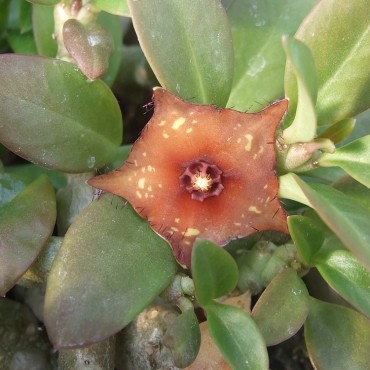 Boucerosia frerei Dark...