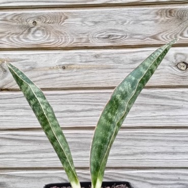 Sansevieria grandis