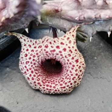 Huernia occulta