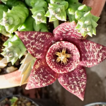Orbea variegata 'Dark Flower'
