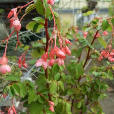 Begonia x fuchsifoliosa