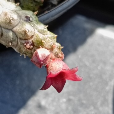 Echidnopsis x hybrida VC4