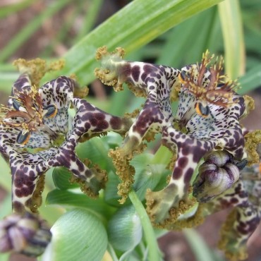 Ferraria crispa