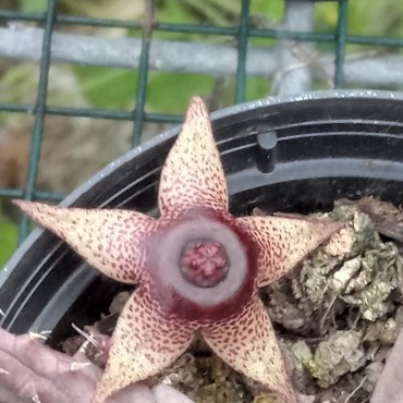 Huernia procumbens x...