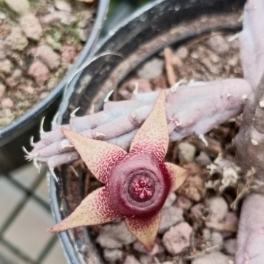Huernia procumbens x Huernia tanganyikensis