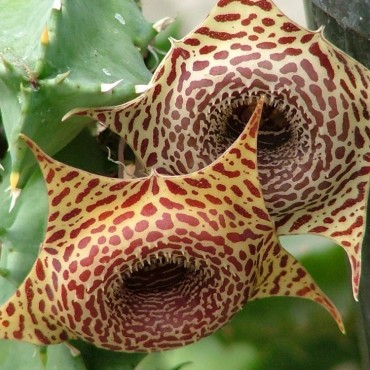 Huernia zebrina x hybrida