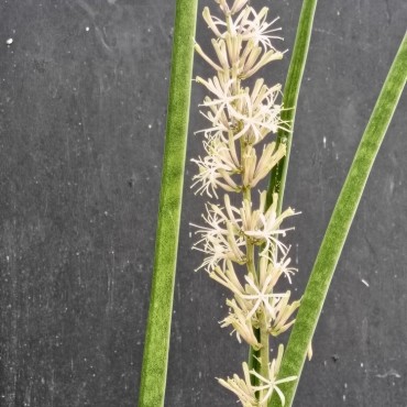 Sansevieria canaliculata...