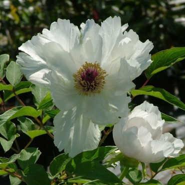 Paeonia ostii