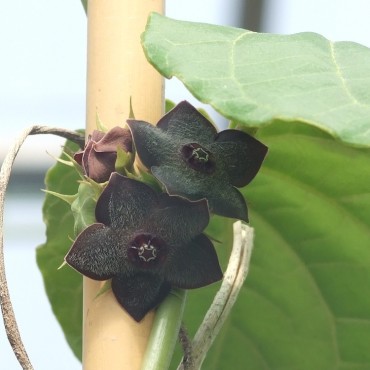 Suberogerens cyclophylla (Suberogerens cyclophylla, Gonolobus cyclophyllus)