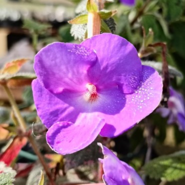 Achimenes longiflora