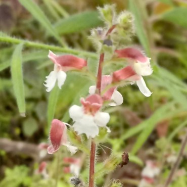 Gloxinia erinoides Teresina...